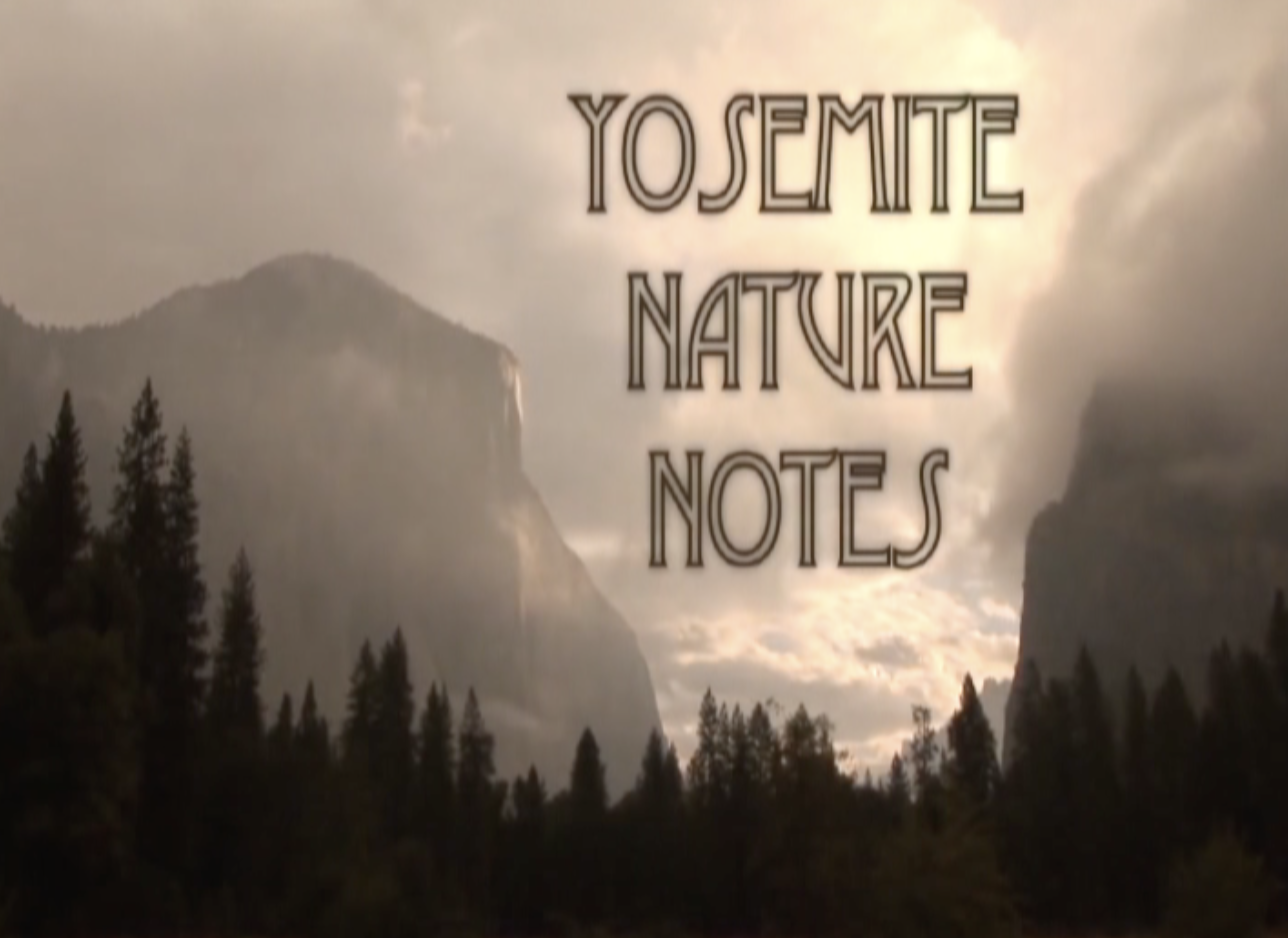 Yosemite Nature Notes: Black History Month