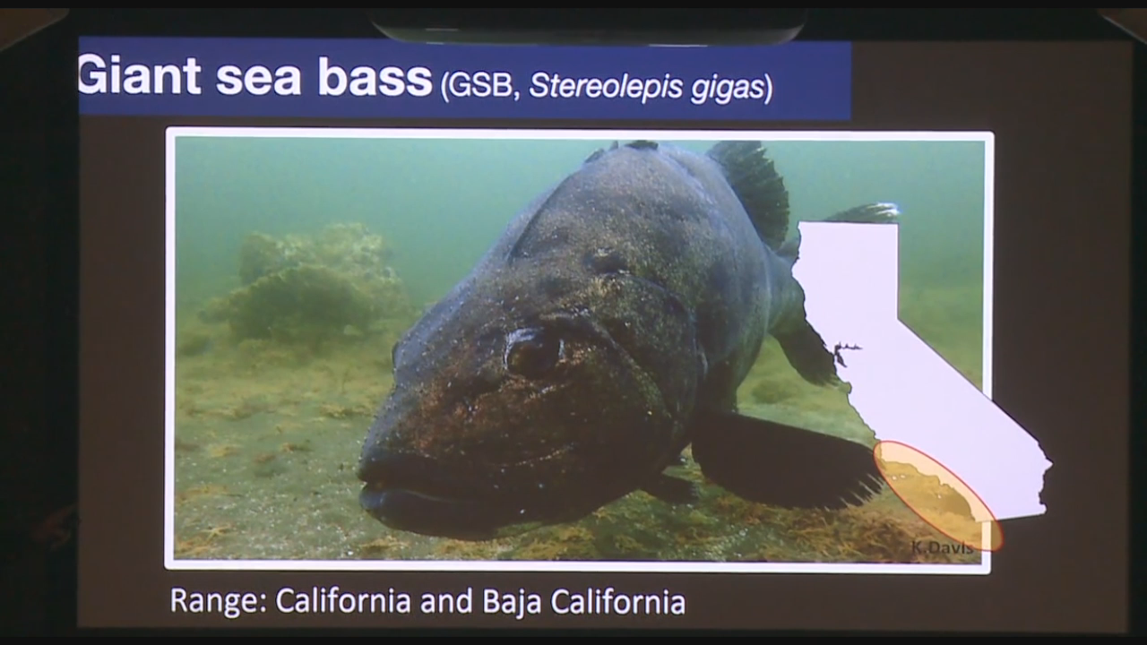 NPS-Channel Islands Lecture Series: Giant Seas Bass
