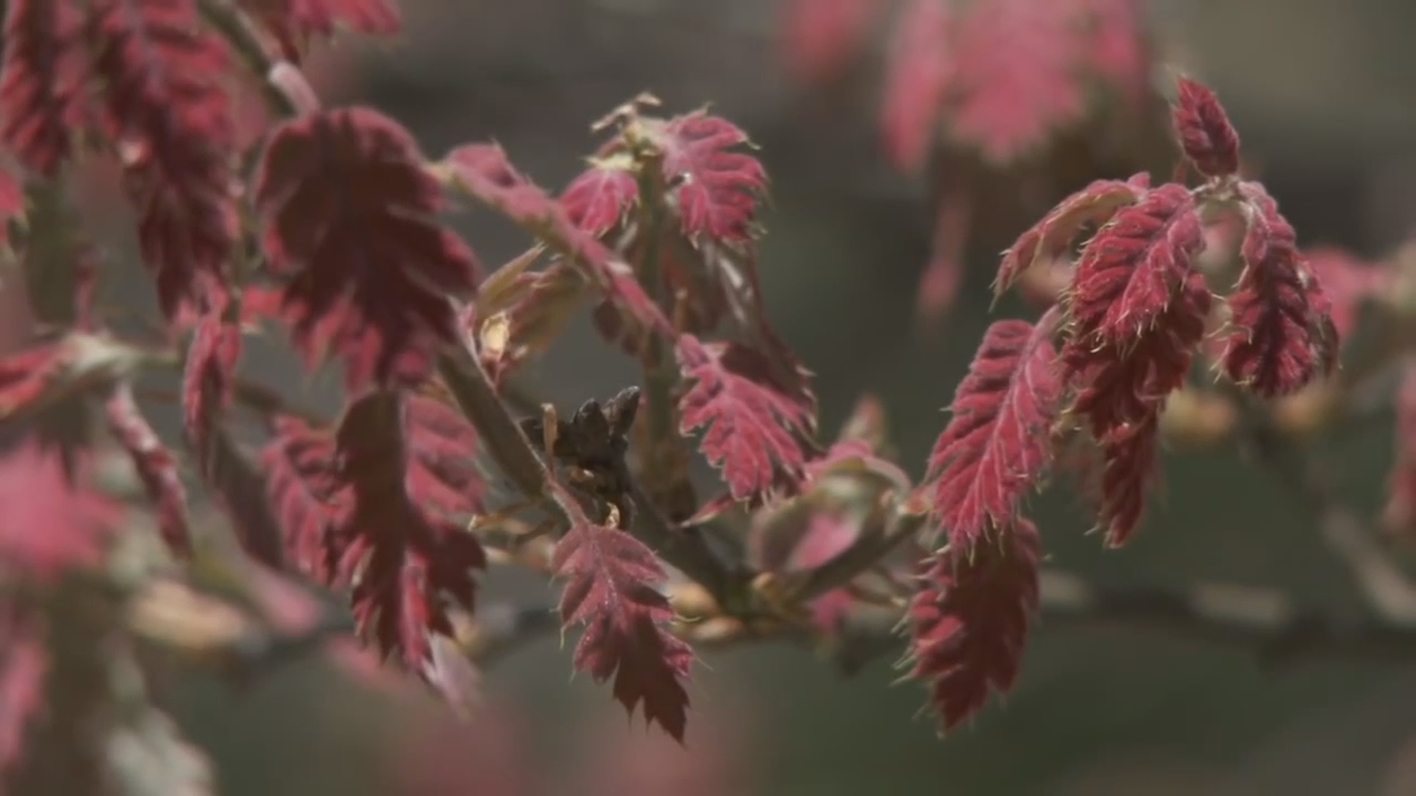 Yosemite Nature Notes: Black Oaks