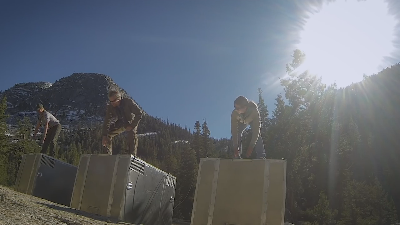 Yosemite Nature Notes: Bighorn Sheep