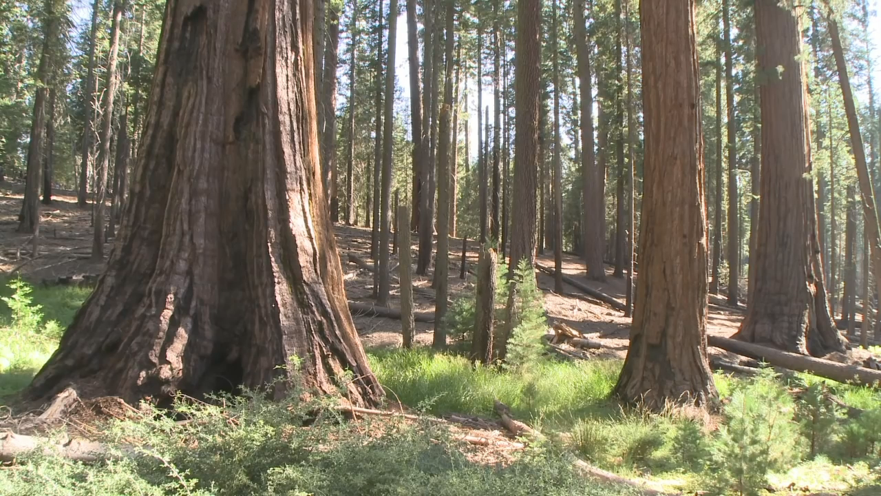Yosemite Nature Notes: Big Trees