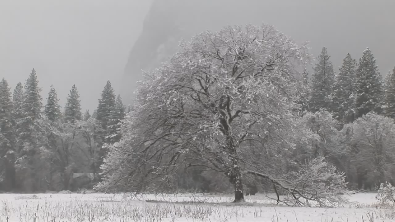 Yosemite Nature Notes: Snow