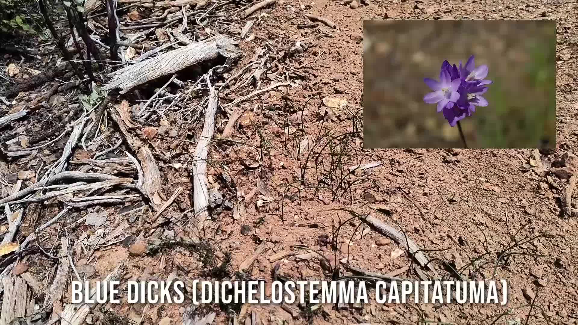 Willow's Vintage Homestead: Mystery Mineral