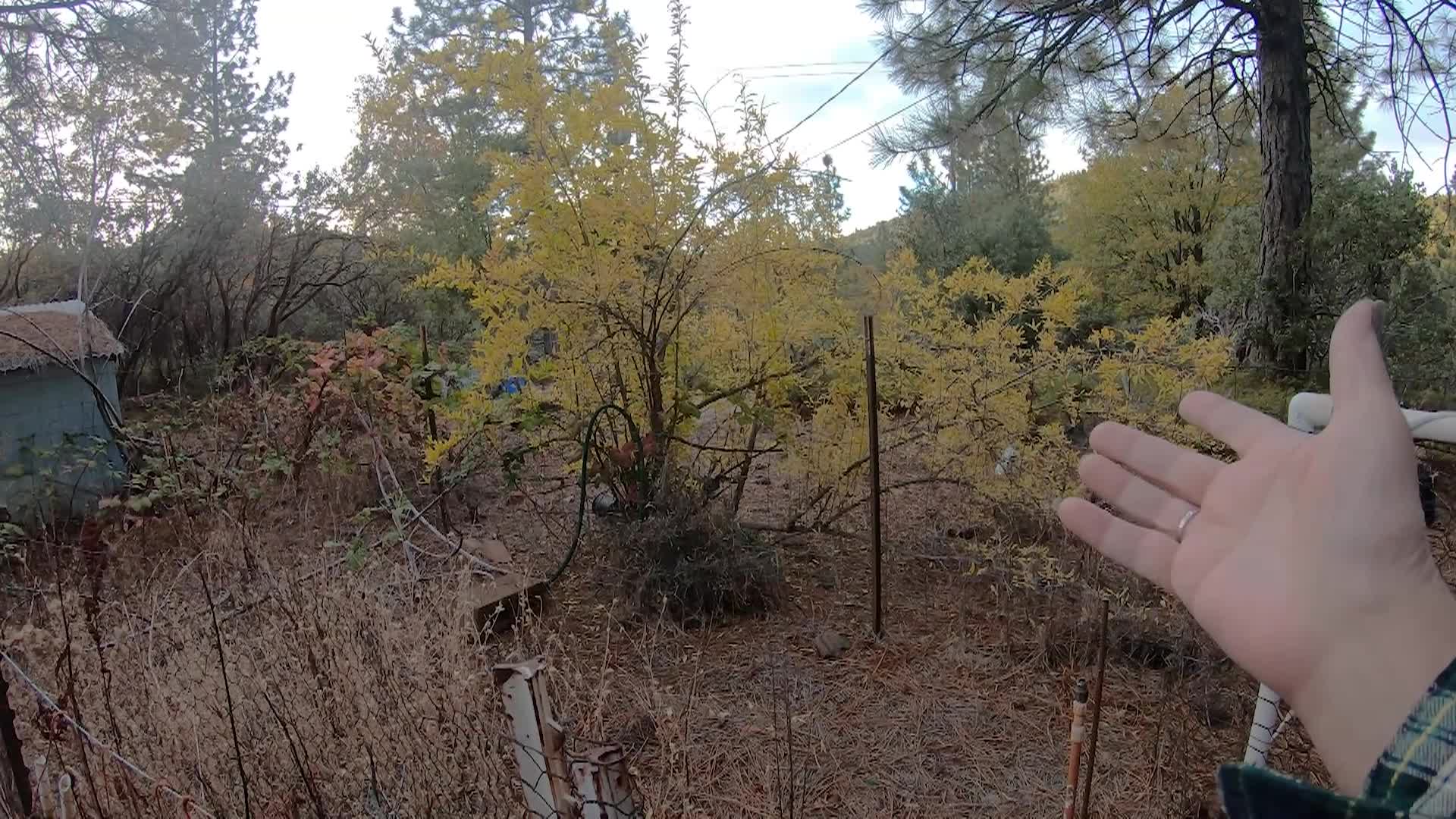 Willow's Vintage Homestead: Garden Reclaiming