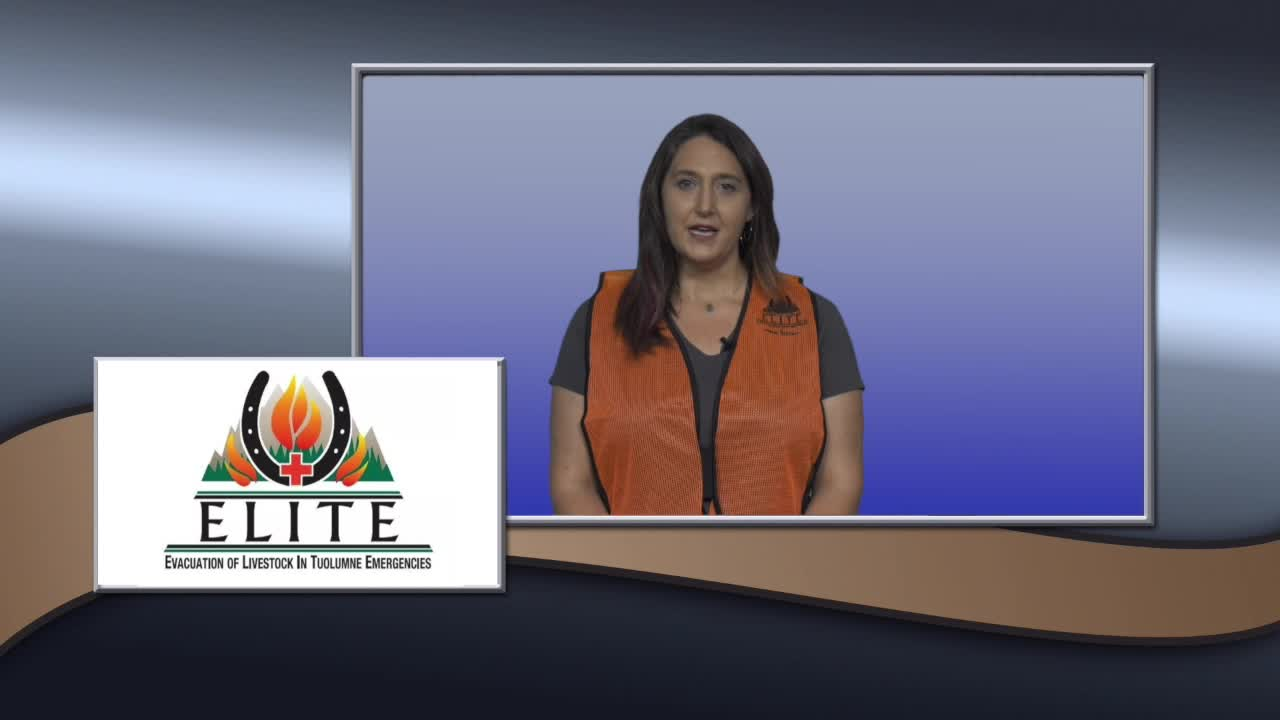 Volunteer with Team Elite