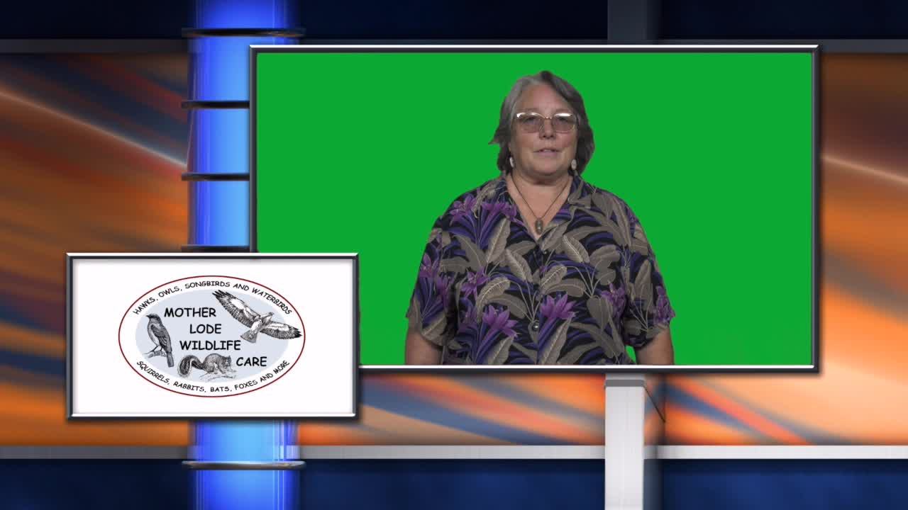 Volunteer with Mother Lode Wildlife Care