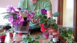 Navigate to Willow's Vintage Homestead: African Violets