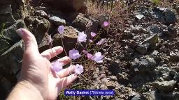 Navigate to Willow's Vintage Homestead: Vintage Recipes & Hwy 49 Flowers